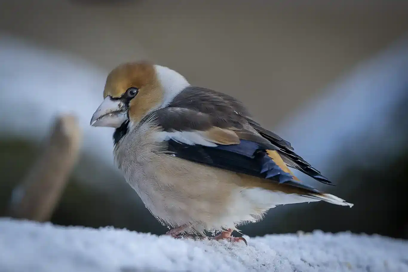 Stenknäck vid fågelmatning – ovanlig vintergäst med kraftig näbb"