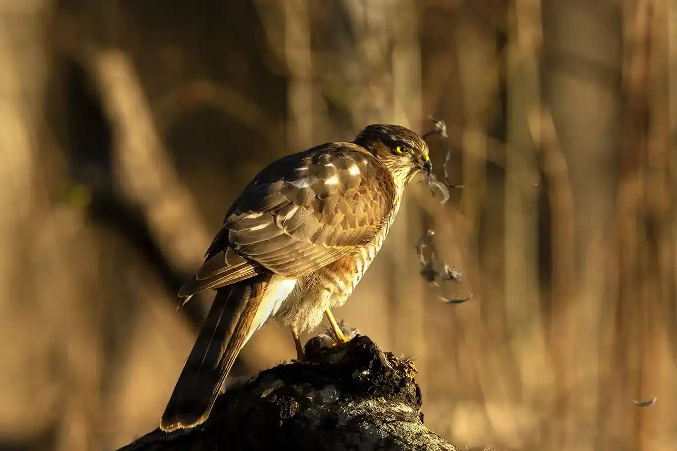 Sparvhöken plockar sitt byte 
