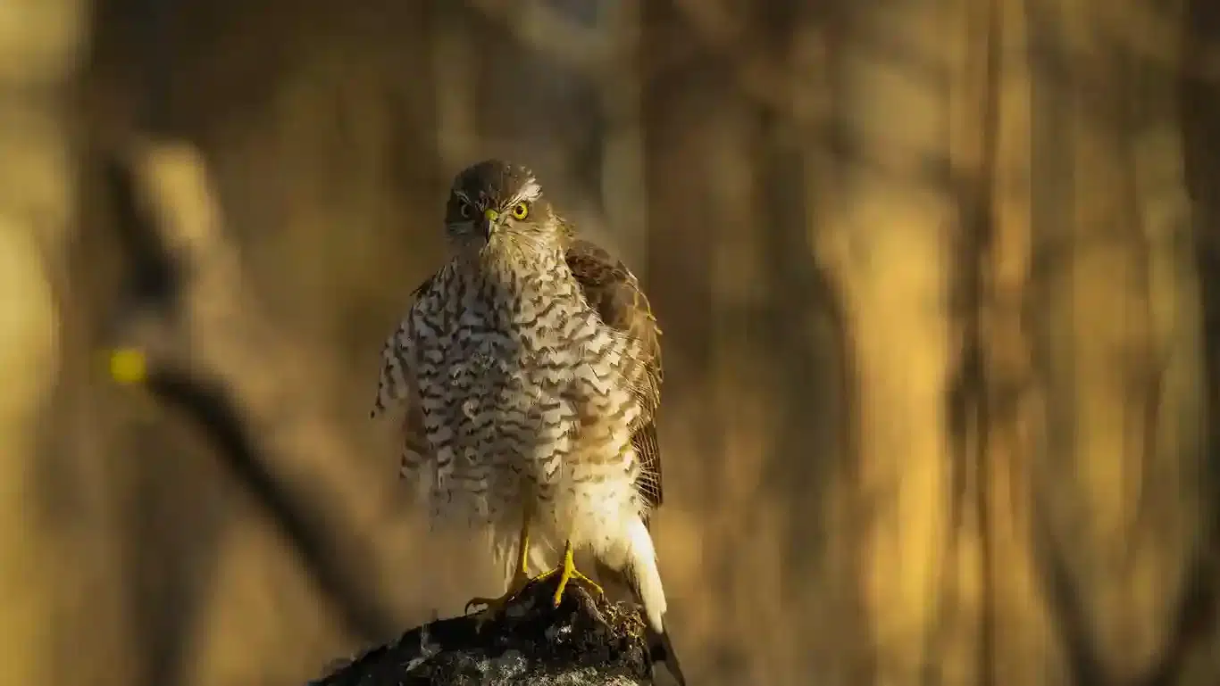 "Sparvhök väntar vid fågelmatning – naturens rovfågel i vinterns landskap"

