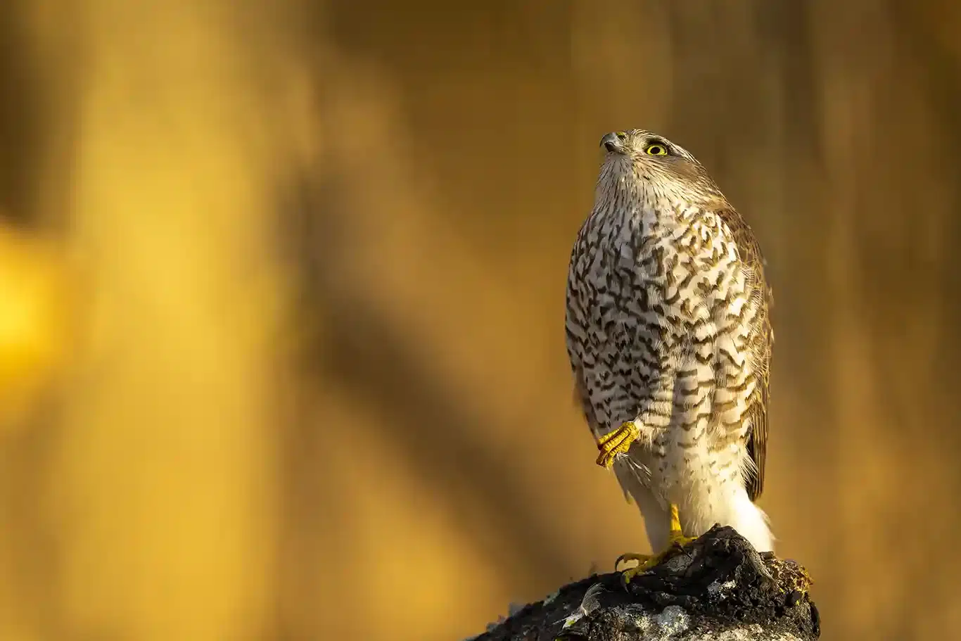 Spanande sparvhök sitter tålmodigt och väntar på ett oförsigtigt byte © ƒoto Roger Vikström / RVBild