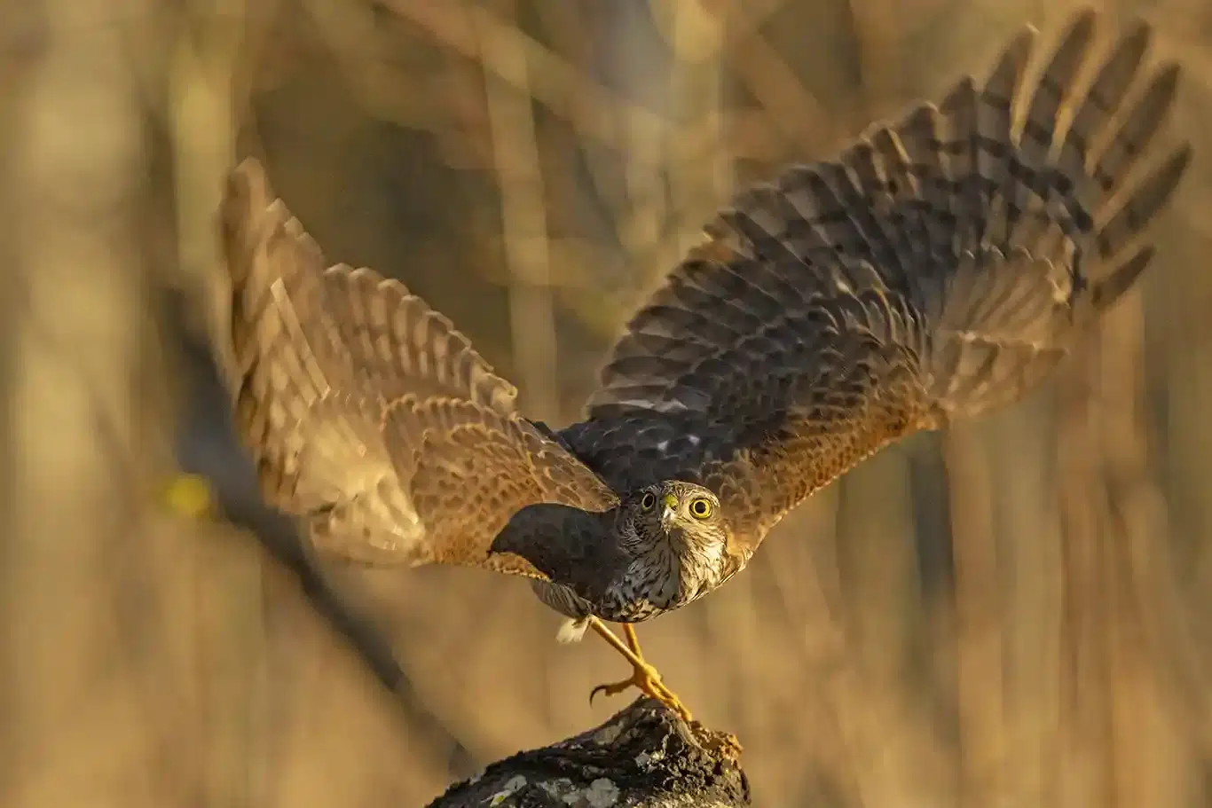 Sparvhöken reagerar snabbt när ett lämligt byte visar sig