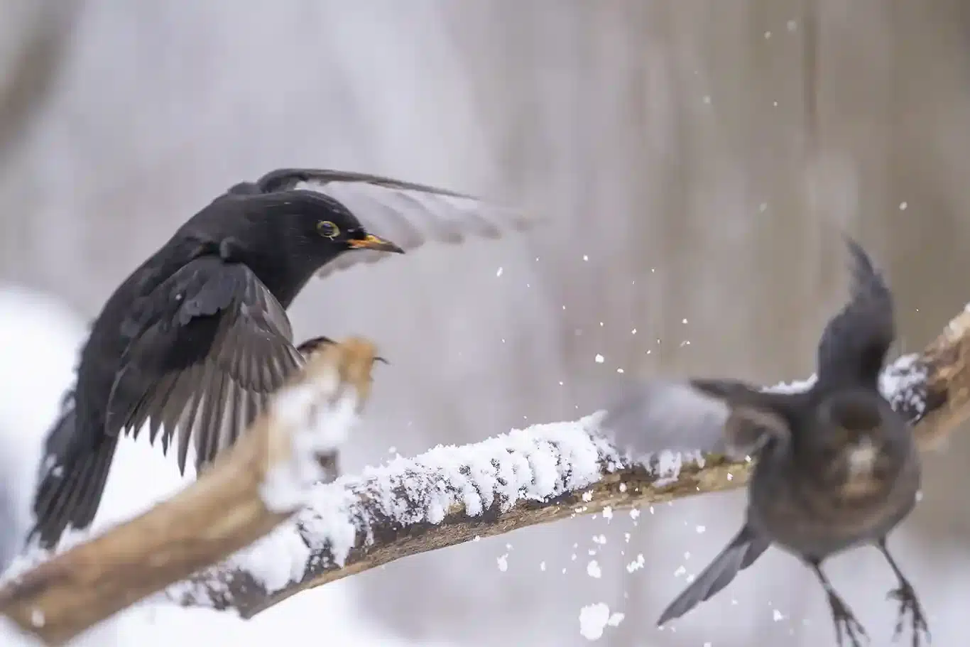 vinterfåglar in på knuten