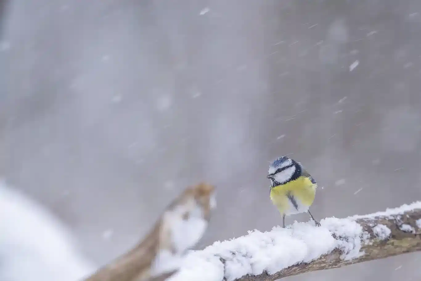 vinterfåglar in på knutenBlåmes i snöoväder
