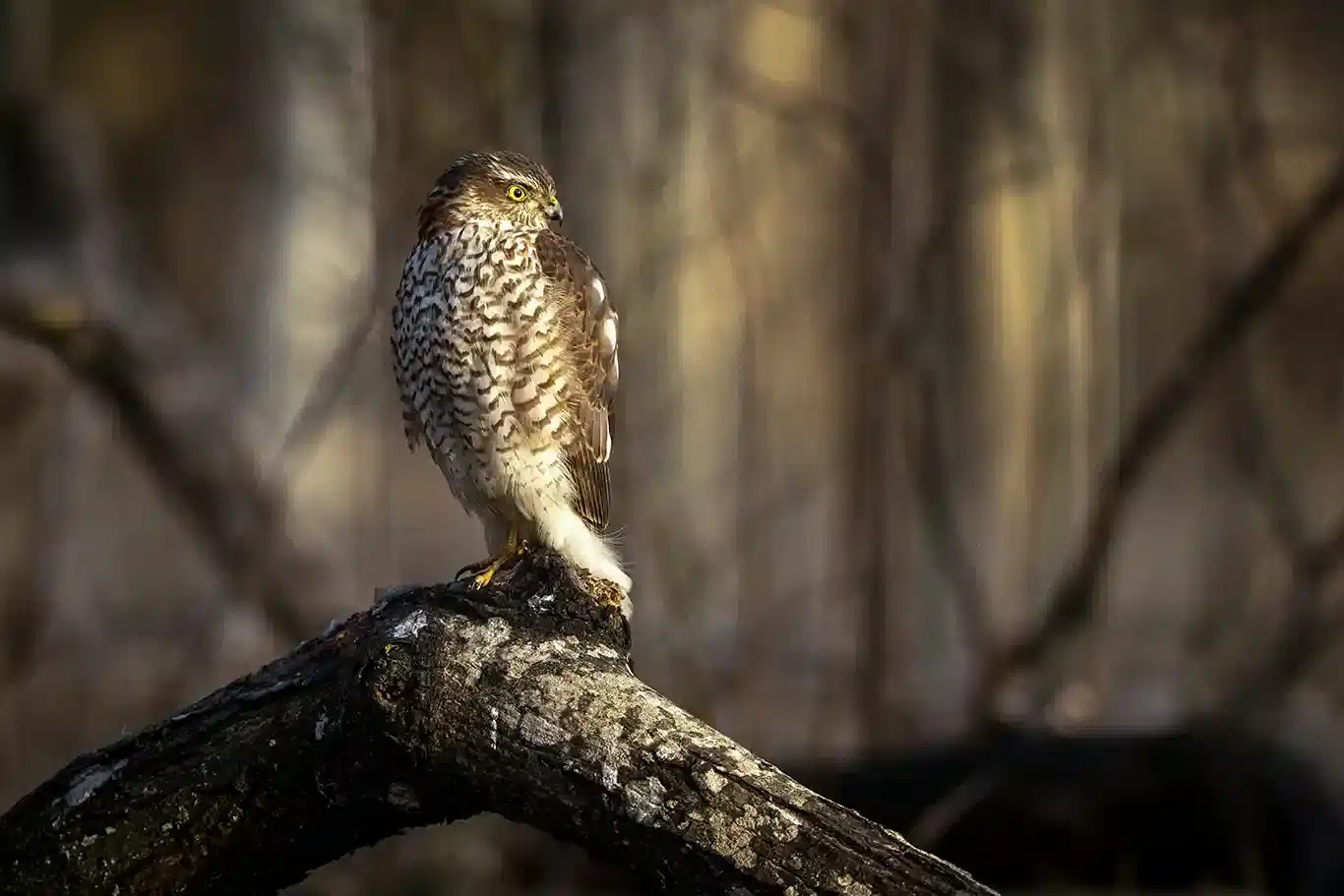 Vinterfåglar in på knuten Sparvhöken sitter tålmodigt och väntar på en oförsiktig lite fågel 