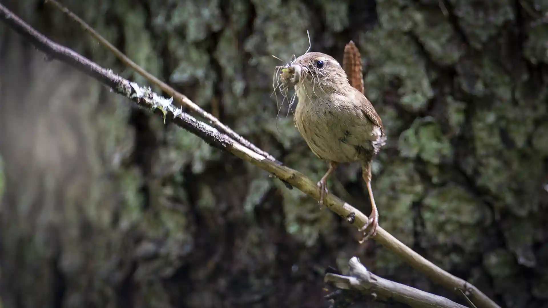 gärdsmyg på våren