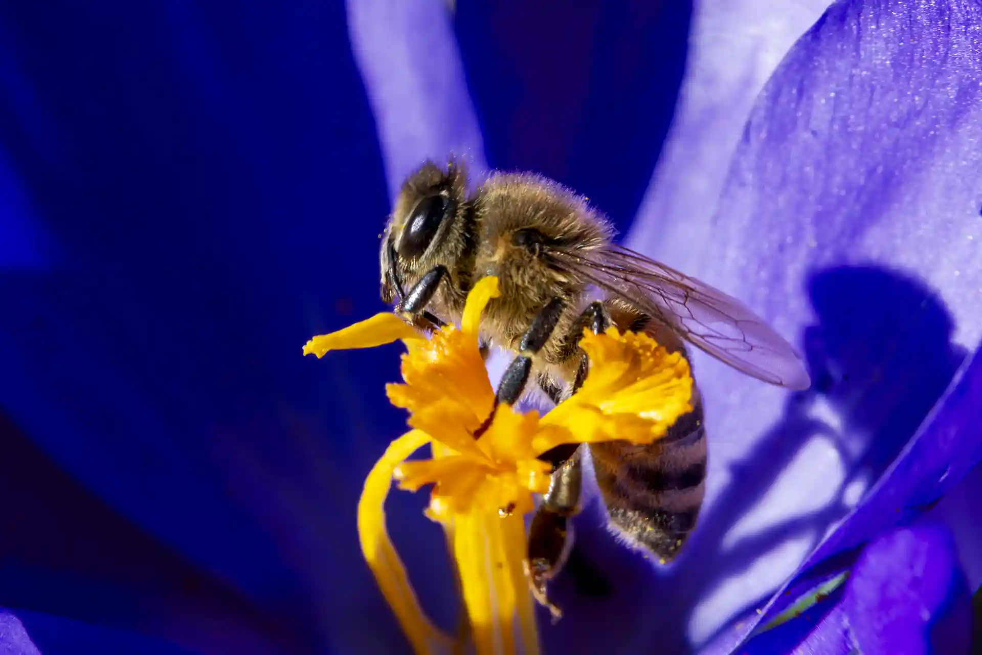 Honungsbi samlar pollenfrån krokus under våren