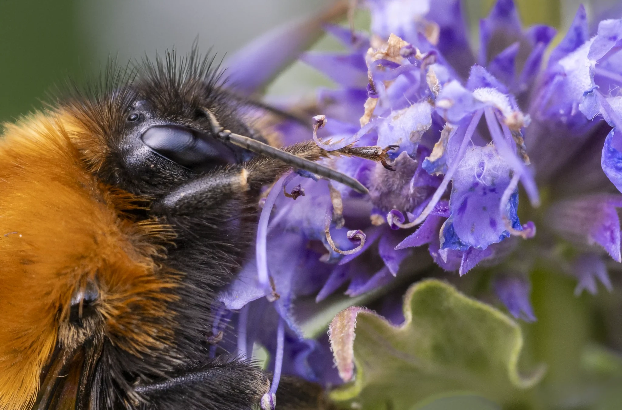 hushumla
Bombus hypnorum