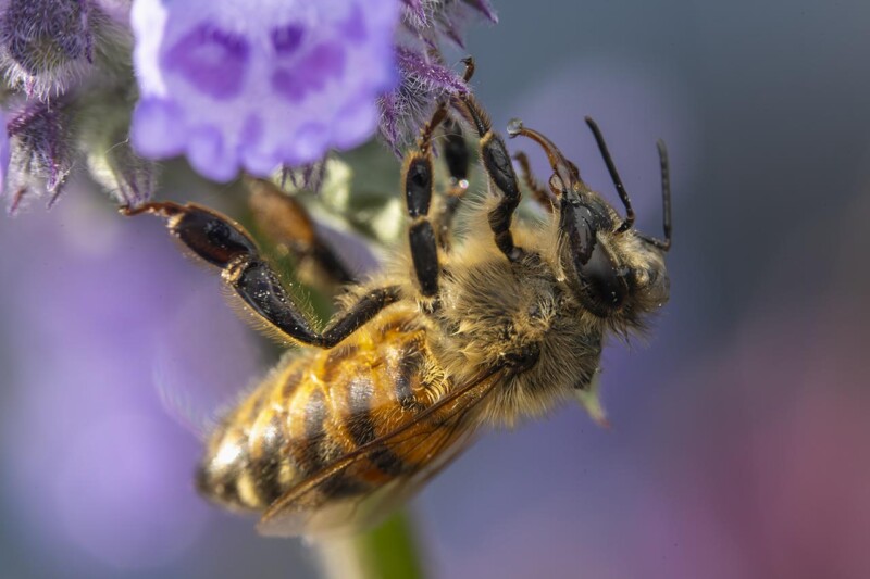 Honungsbi på en lila blomma