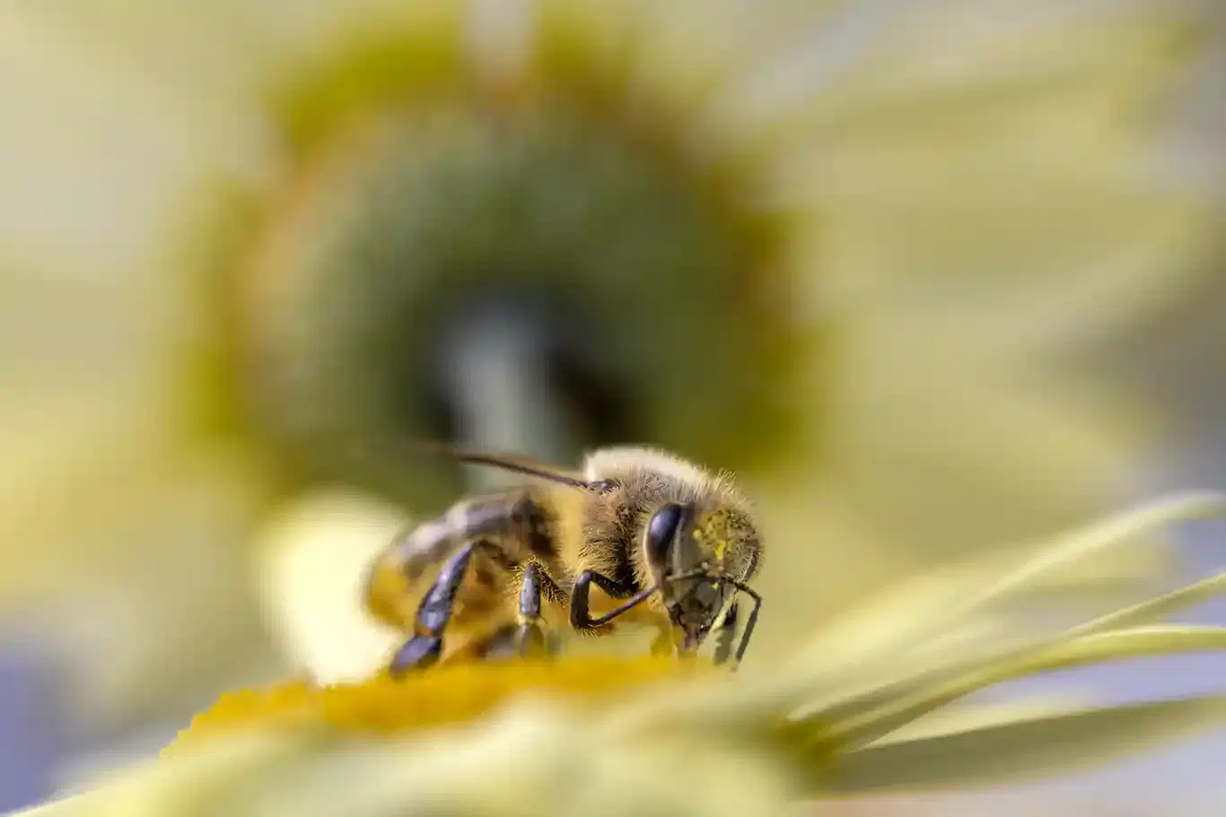 Honungsbi omgiven av gula blommor