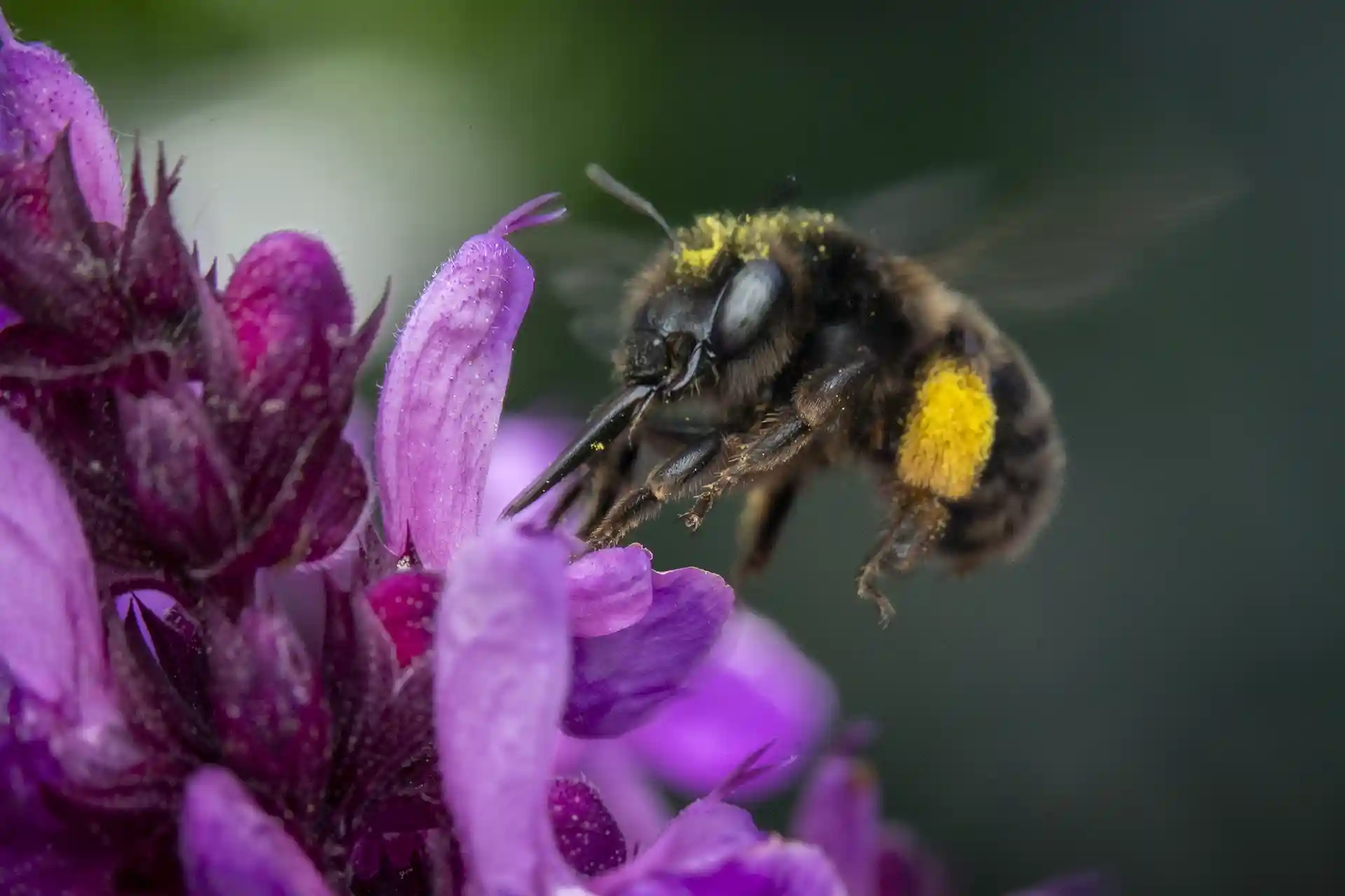Svartpälsbi suger nektar från lila blomma